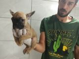 Fawn French Bulldog