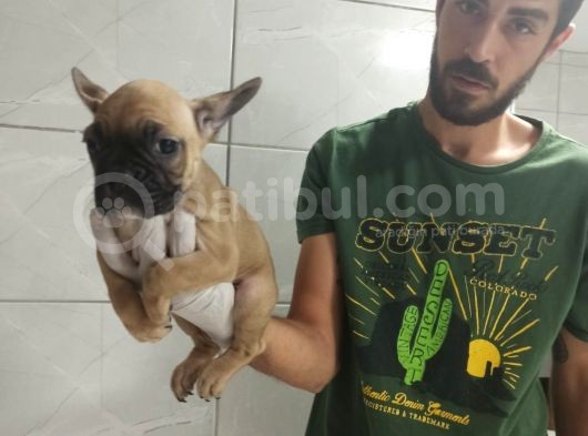 Fawn French Bulldog görsel