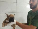 Fawn French Bulldog