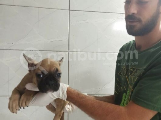 Fawn French Bulldog görsel