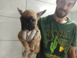 Fawn French Bulldog