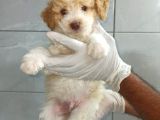 Poodle