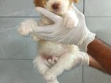 Poodle