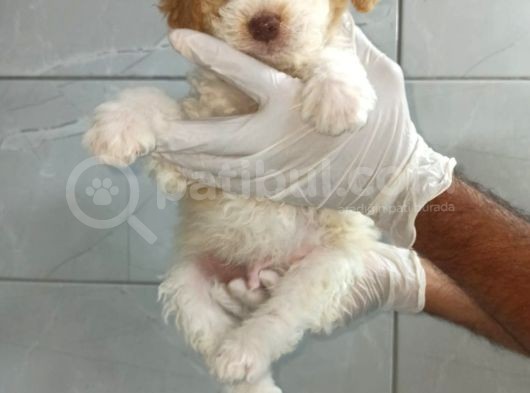 Poodle görsel