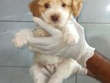 Poodle