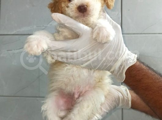 Poodle görsel