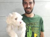 Orjinal Maltipoo