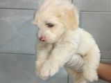 Orjinal Maltipoo