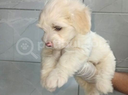 Orjinal Maltipoo görsel