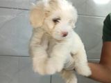 Orjinal Maltipoo