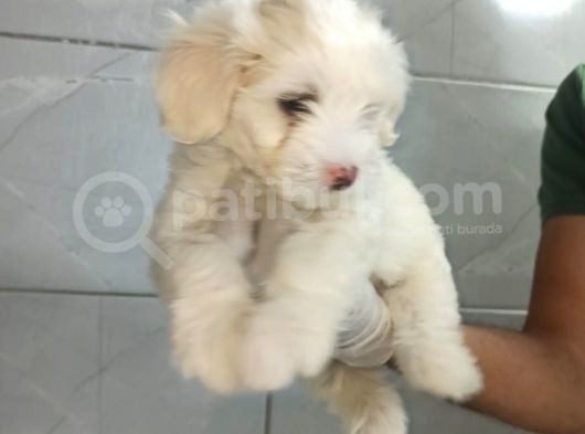 Orjinal Maltipoo görsel