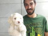 Orjinal Maltipoo