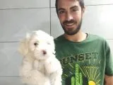 Orjinal Maltipoo