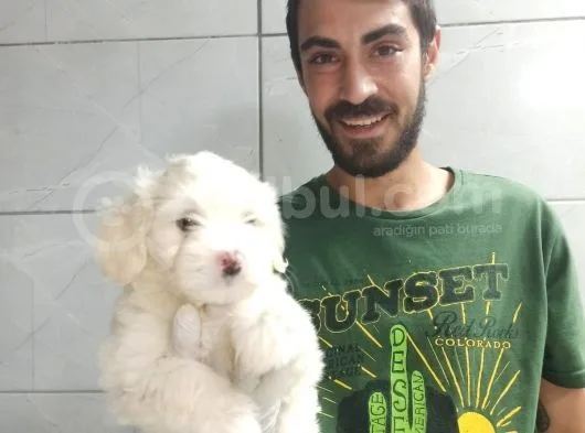 Orjinal Maltipoo