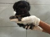 Siyah Maltipoo