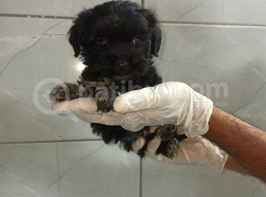 Siyah Maltipoo görsel