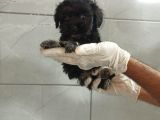 Siyah Maltipoo