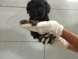 Siyah Maltipoo