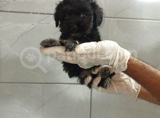 Siyah Maltipoo görsel