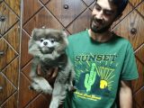 Pomeranian Boo Blue