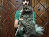Pomeranian Boo Blue