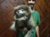 Pomeranian Boo Blue