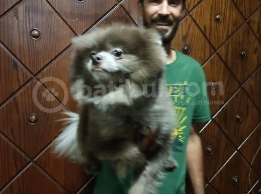 Pomeranian Boo Blue