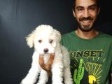 Maltipoo