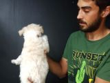 Maltipoo