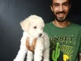 Maltipoo