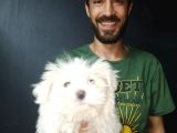 Orjinal Kore Maltesse Terrier