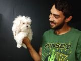 Orjinal Kore Maltesse Terrier