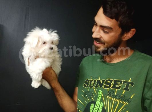 Orjinal Kore Maltesse Terrier görsel