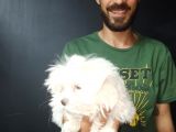 Orjinal Kore Maltesse Terrier