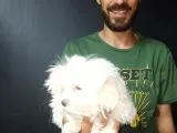 Orjinal Kore Maltesse Terrier