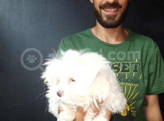 Orjinal Kore Maltesse Terrier görsel