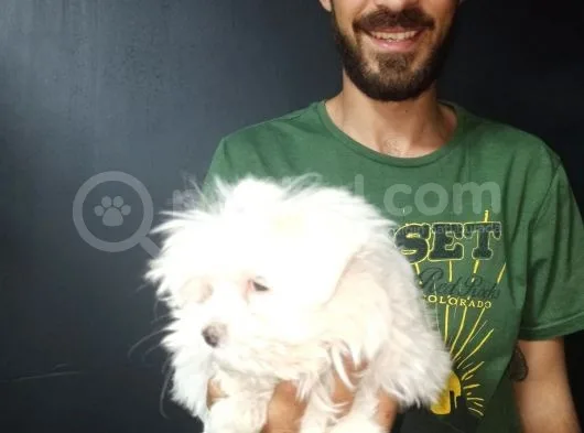 Orjinal Kore Maltesse Terrier