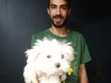 Orjinal Kore Maltesse Terrier