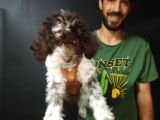 Toy Poodle