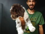 Toy Poodle