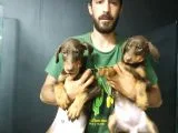 King kızıl doberman