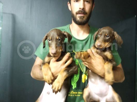 King Kızıl Doberman görsel