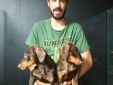 King Kızıl Doberman