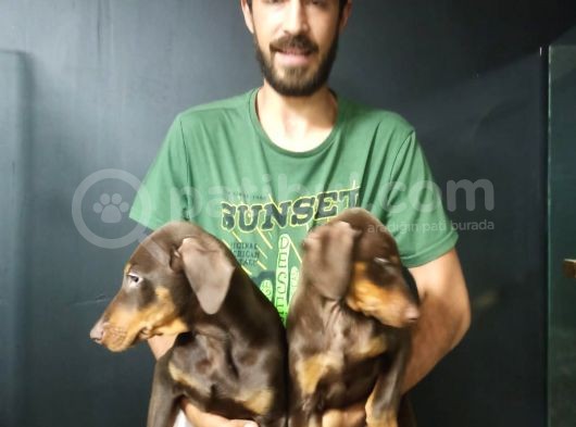 King Kızıl Doberman görsel