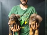 King Kızıl Doberman