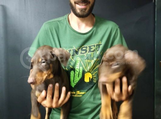 King Kızıl Doberman görsel