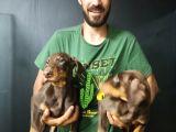 King Kızıl Doberman