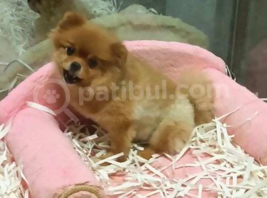 Pomeranian Boo görsel