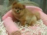 Pomeranian Boo
