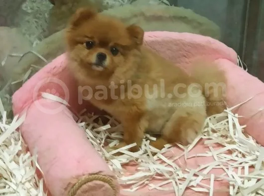 Pomeranian Boo